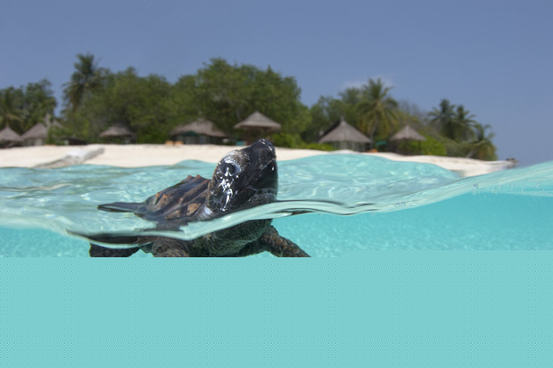 Himachal Nature Tours